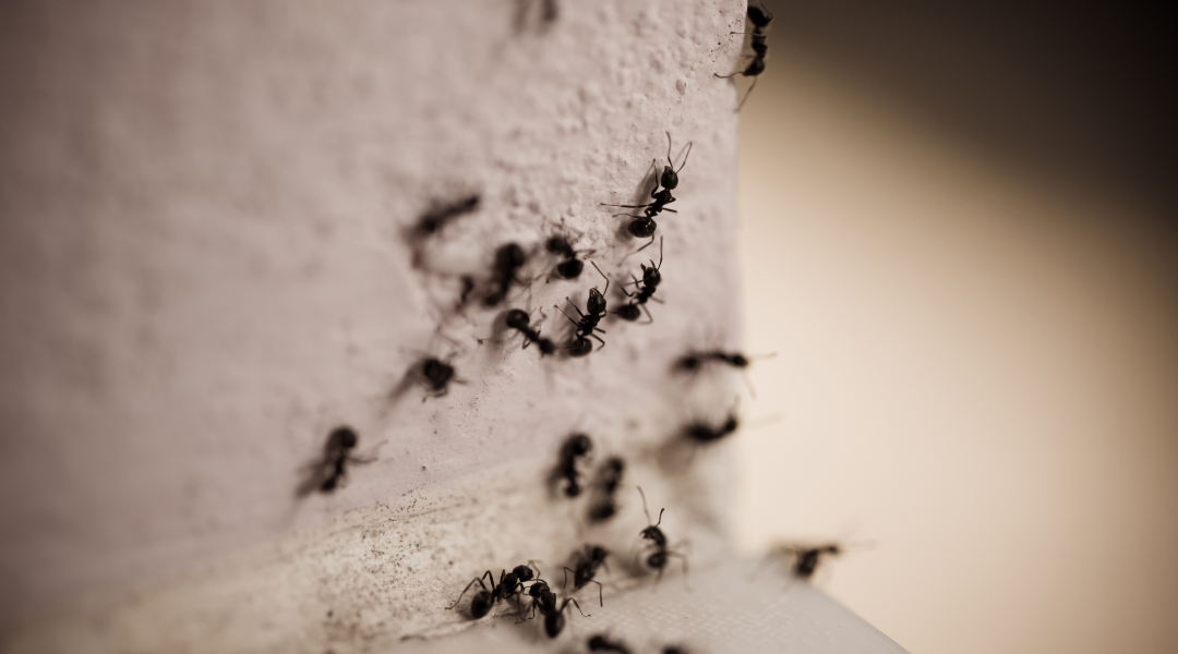 Cinq mesures pour éviter l’invasion des fourmis